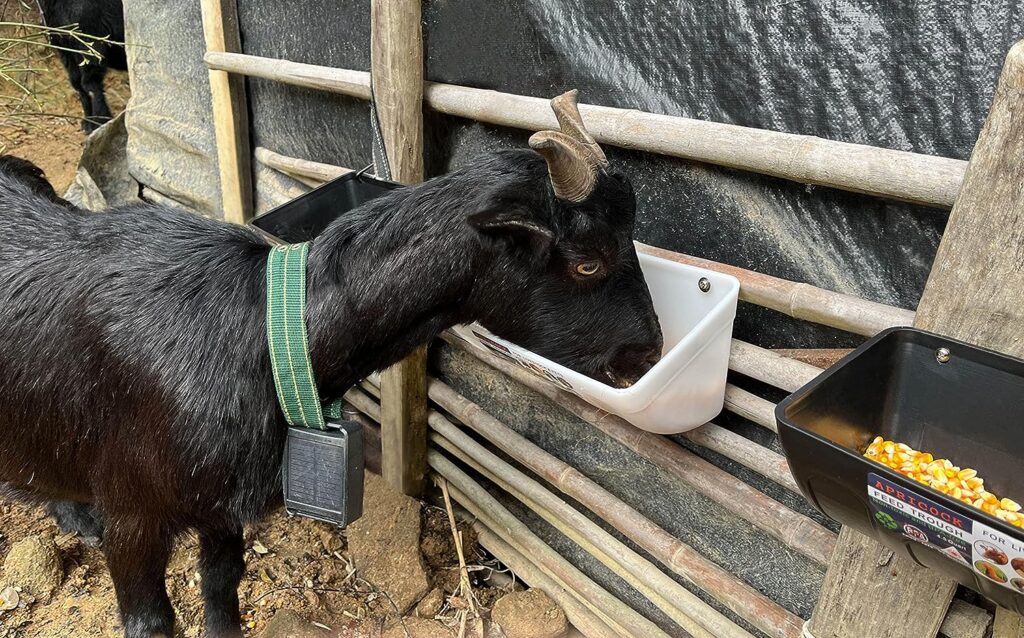 Goat Feeder, Hanging Duck Chicken Feeder, Fence Feed Trough, Goose Waterer Trough with Clips, Goat Supplies, 4.5 Quart, 2 Pack (Appearance Patent Product)